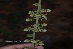 Paracroton pendulus subsp. zeylanicus